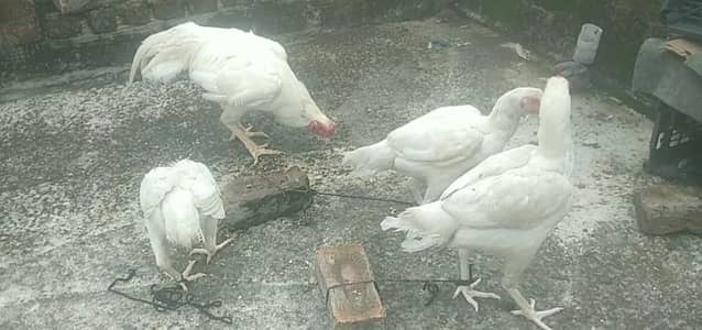 pure pepper whait Heera aseel for sale  1 Murga 3 Murghiya