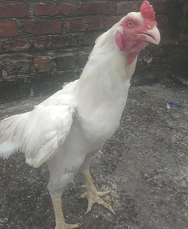 pure pepper whait Heera aseel for sale  1 Murga 3 Murghiya — photo 4