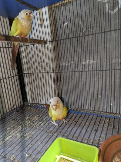 pineapple conure