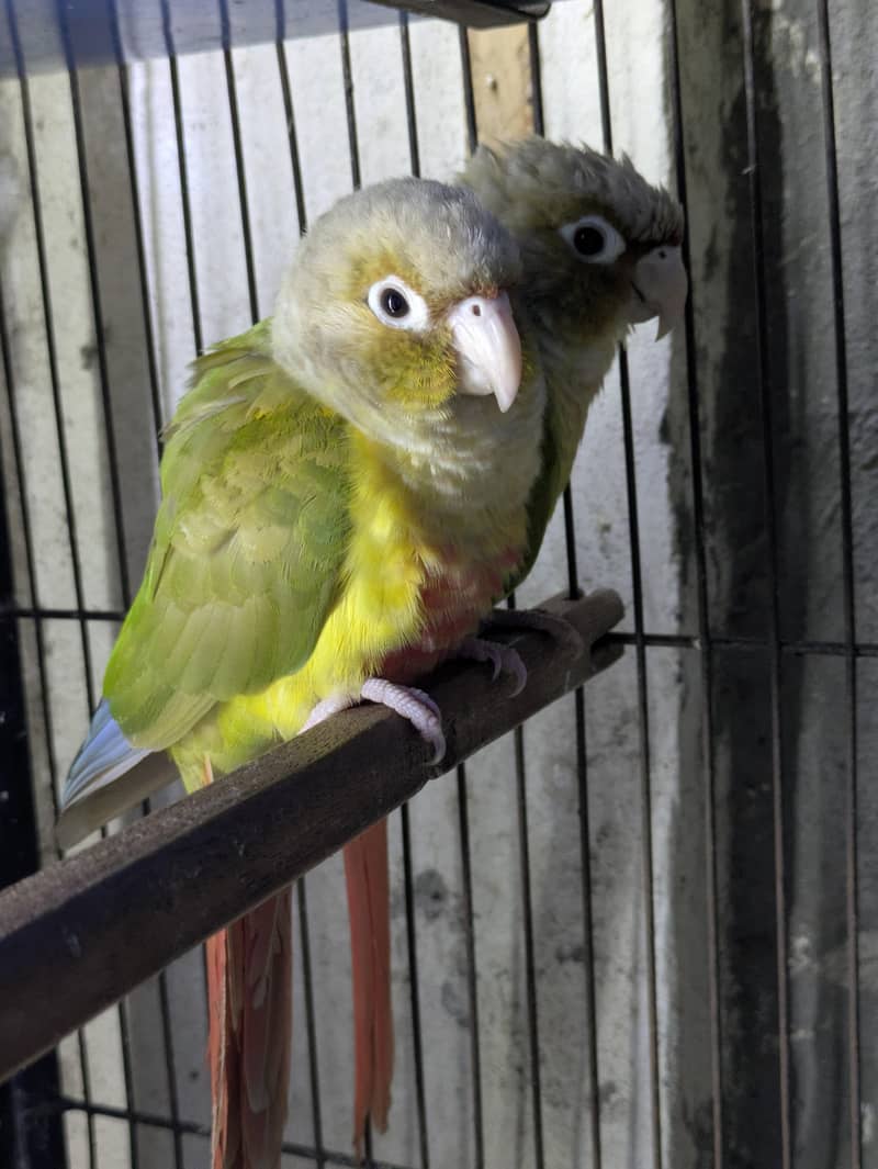 pineapple conure 1