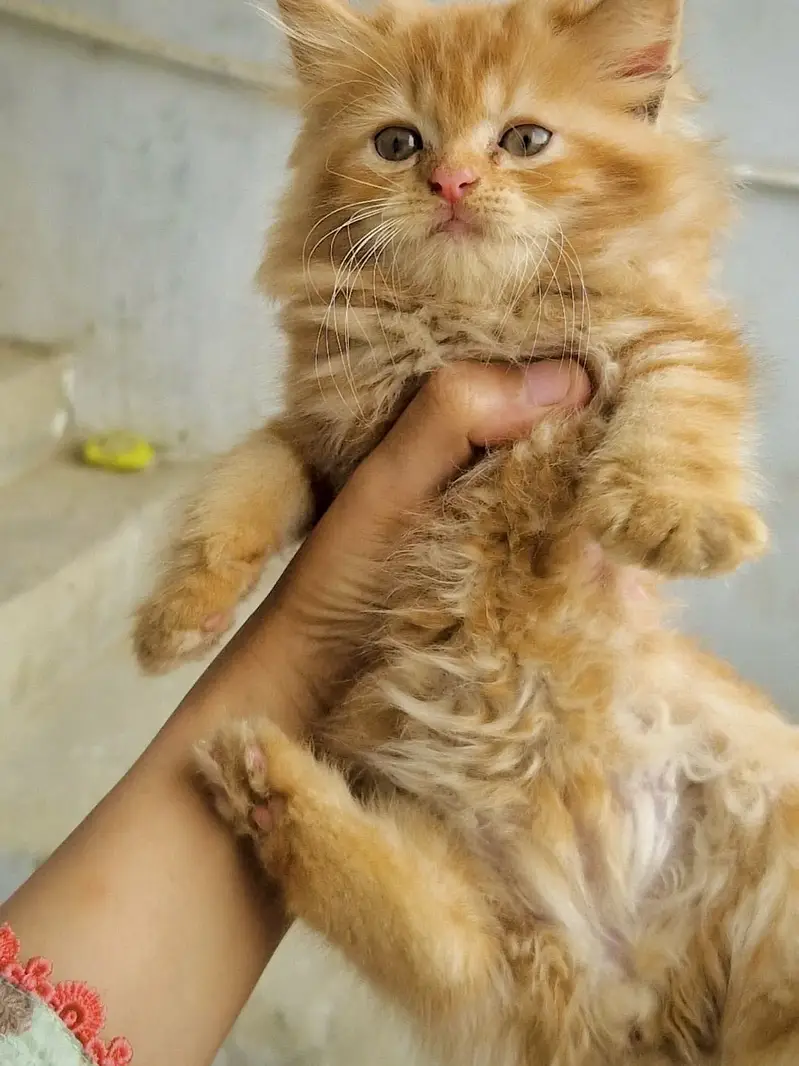 Quality Persian Punchface cat & kitten. moreWhatsApp 03265642090 — photo 2