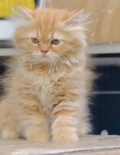 Quality Persian Punchface cat & kitten. moreWhatsApp 03265642090