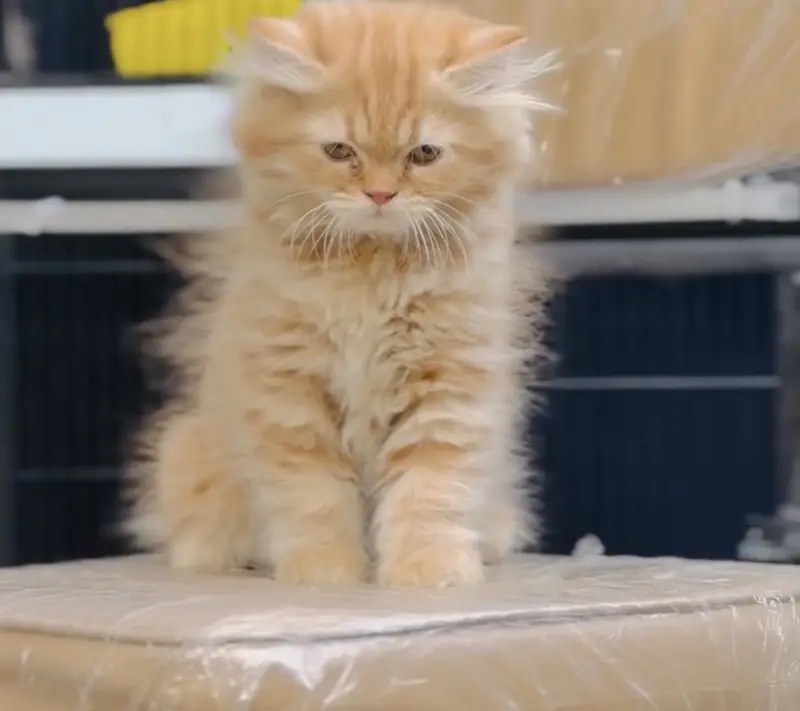 Quality Persian Punchface cat & kitten. moreWhatsApp 03265642090 — photo 2