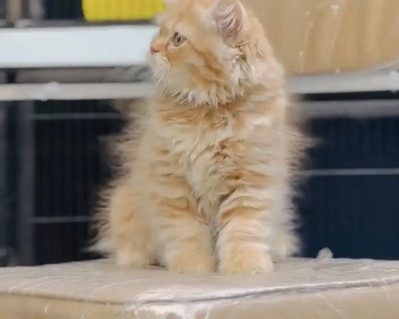 Quality Persian Punchface cat & kitten. moreWhatsApp 03265642090 — photo 3