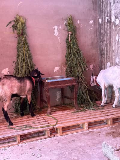 2 khassi bakre for sale