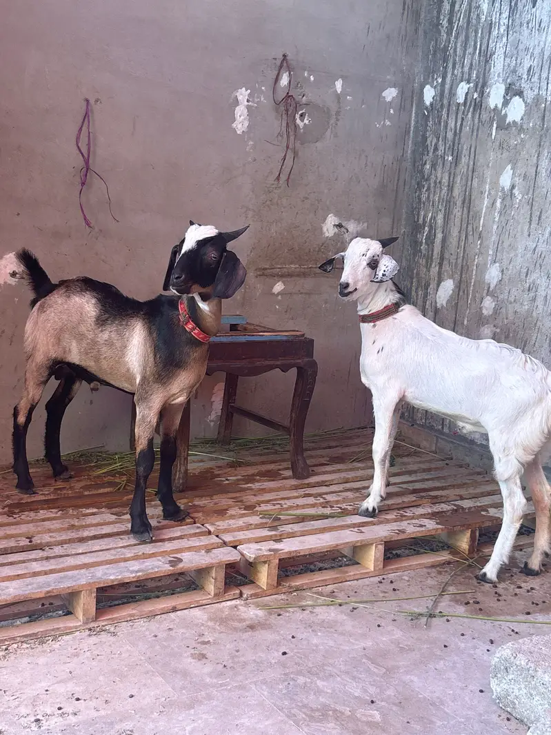 2 khassi bakre for sale — photo 2