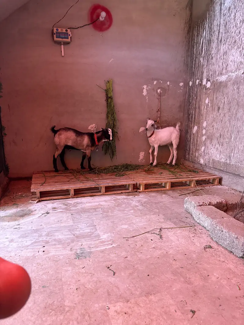2 khassi bakre for sale — photo 3