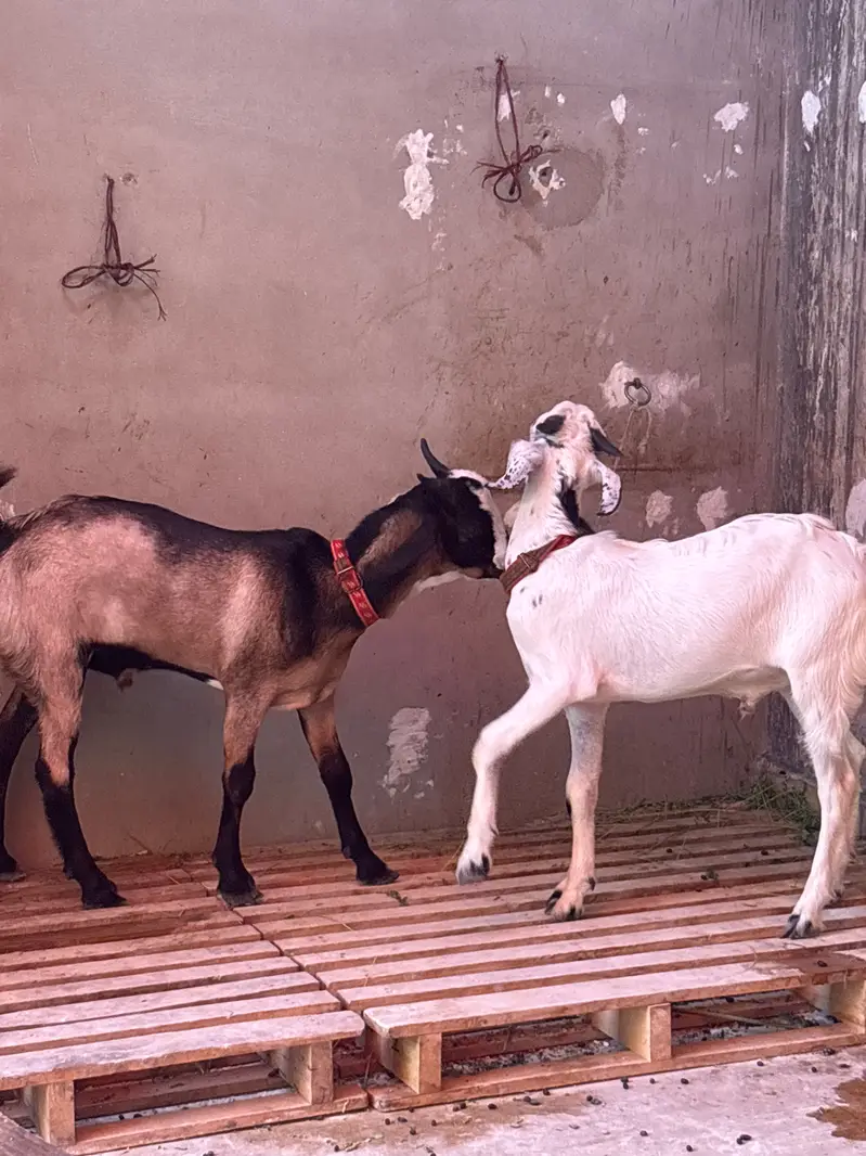 2 khassi bakre for sale — photo 4