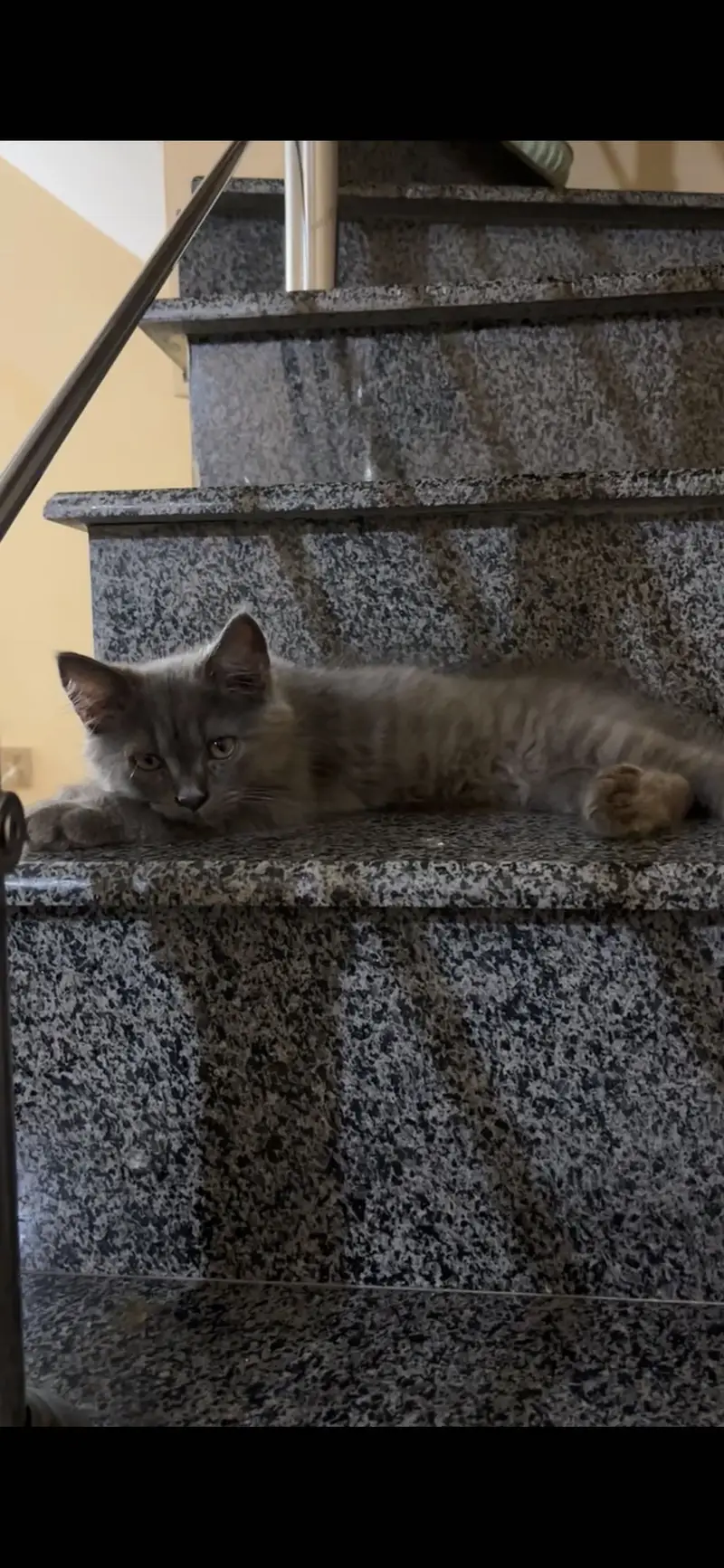 British short hair male cat/healthy&active/litter trained — photo 2