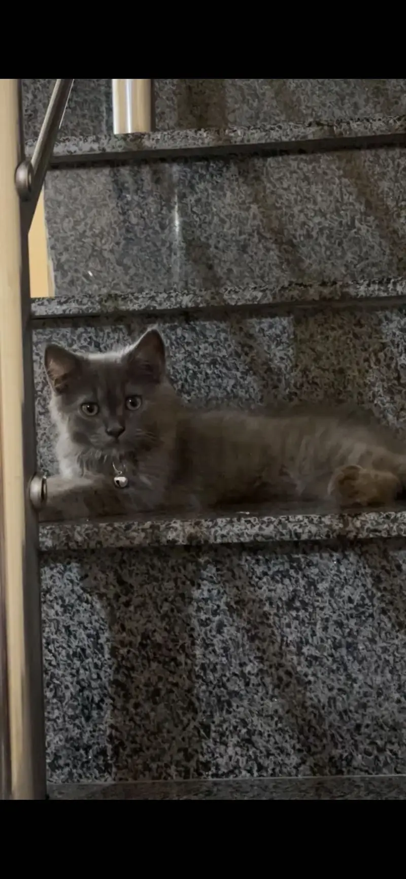 British short hair male cat/healthy&active/litter trained — photo 3