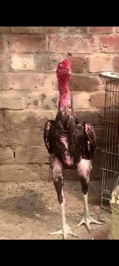 pure burmi blood line Jo Bhai interested ho Wohi contact kry