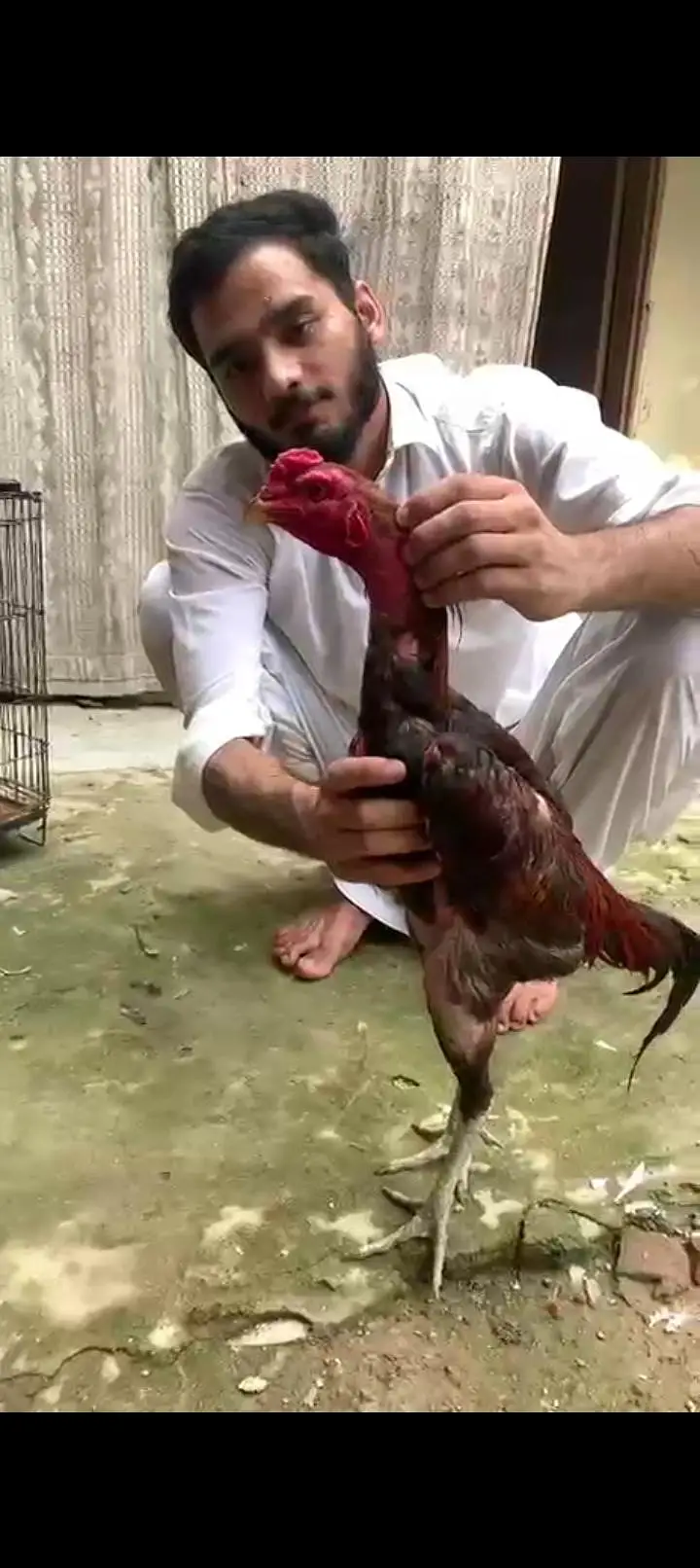 pure burmi blood line Jo Bhai interested ho Wohi contact kry — photo 2
