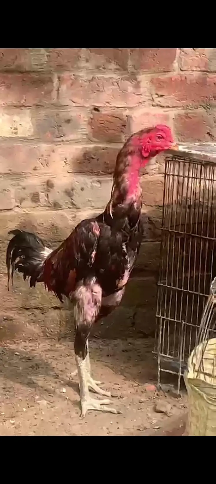 pure burmi blood line Jo Bhai interested ho Wohi contact kry — photo 4