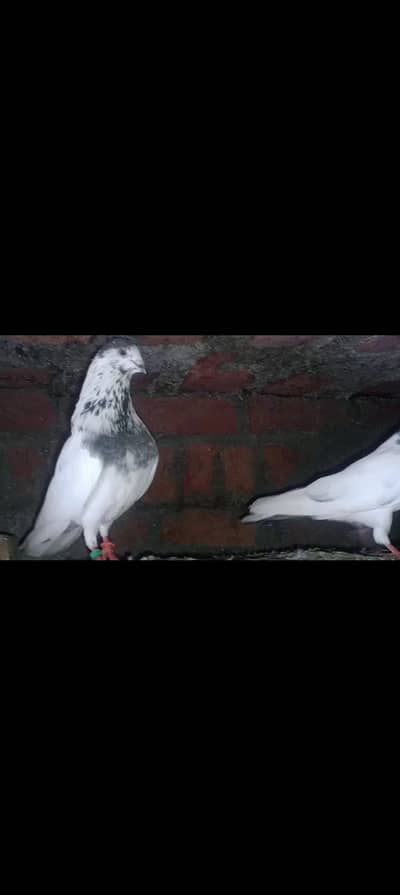 noor din Wala batara 35 Wala pair