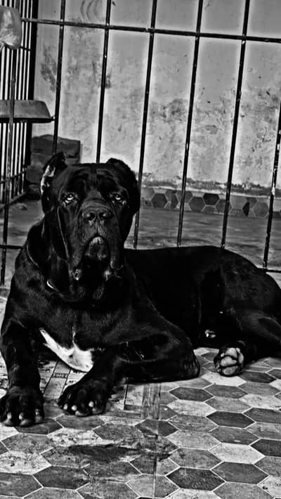 Cane corso male available for stud