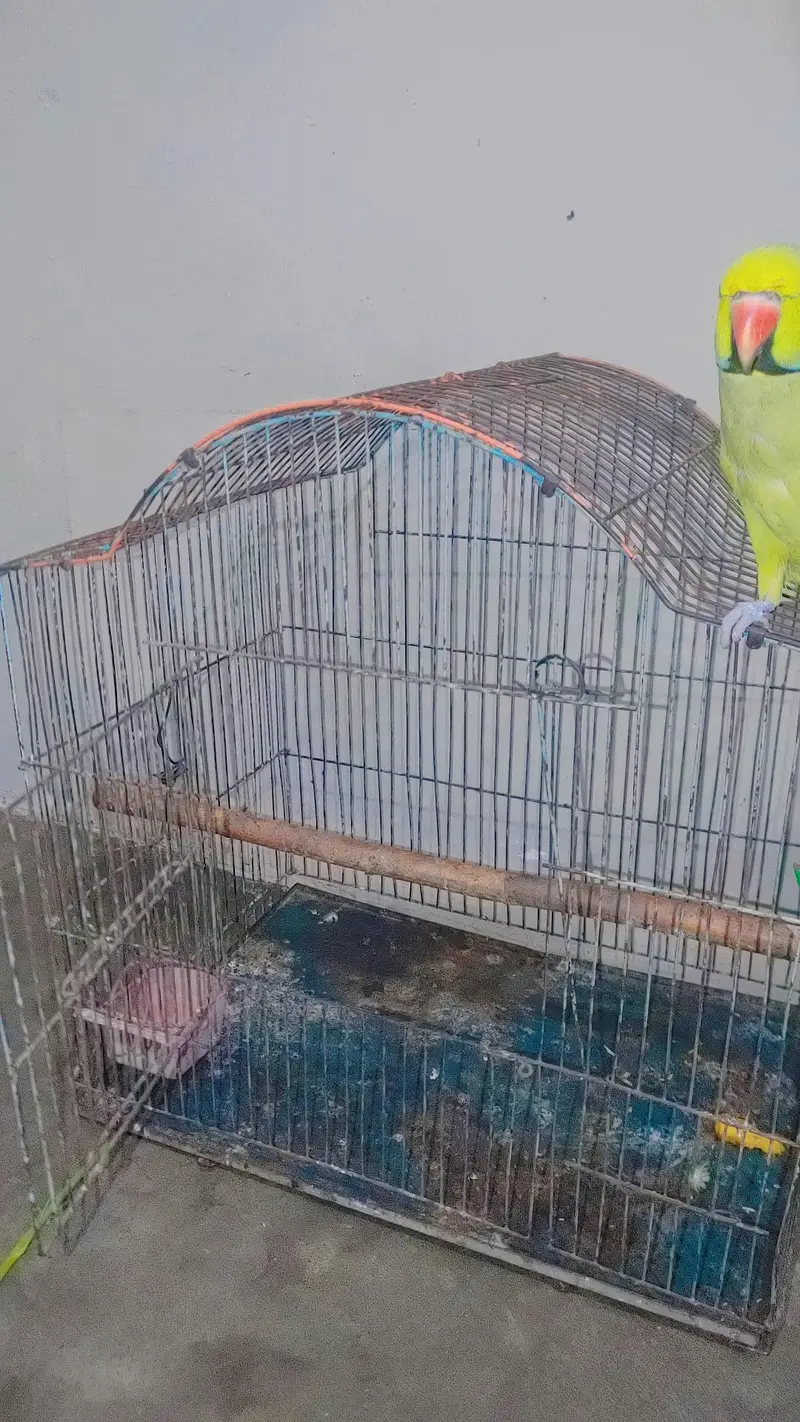 iron cage — photo 2