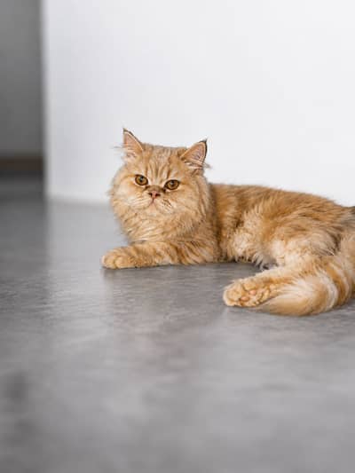 EXTEREME PUNCH FACE PREMIUM MALE CAT