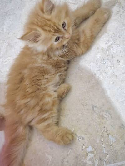 Quality Persian Punchface cat & kitten. moreWhatsApp 03265642090