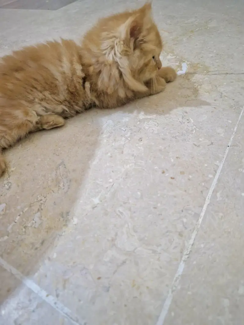 Quality Persian Punchface cat & kitten. moreWhatsApp 03265642090 — photo 4