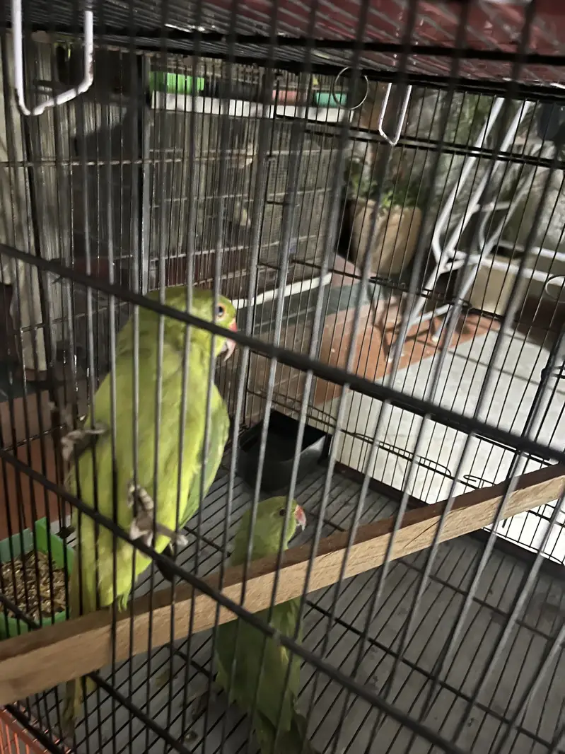 Variety parrots — photo 2