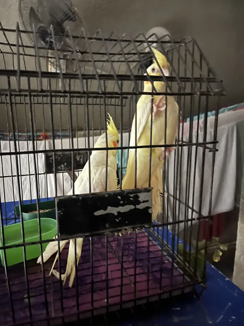 Variety parrots — photo 3