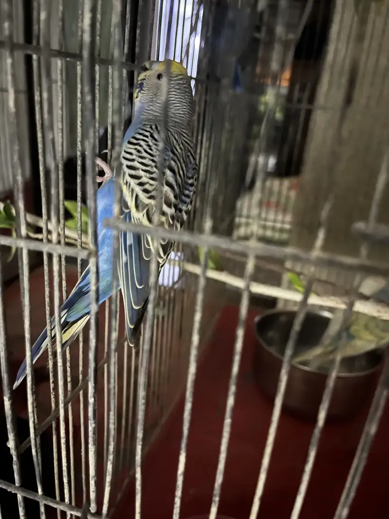 Variety parrots — photo 4