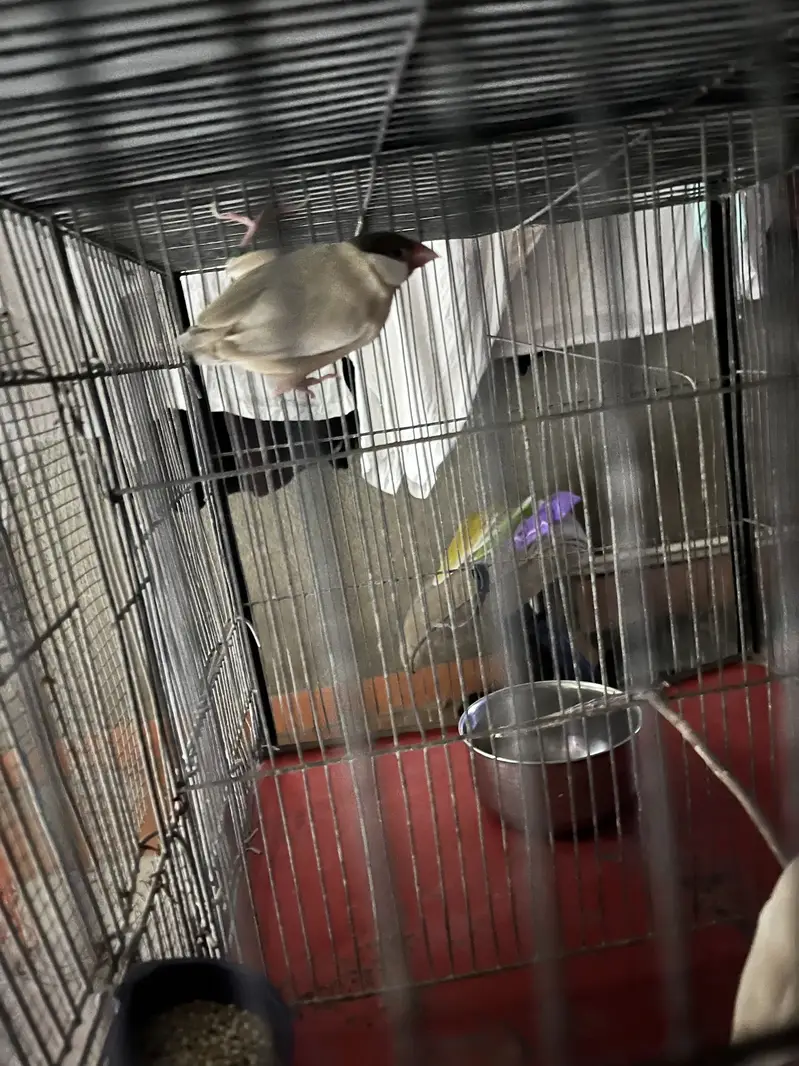 Variety parrots — photo 5