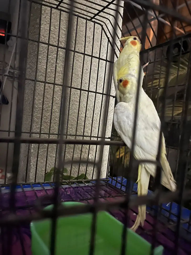 Variety parrots — photo 6