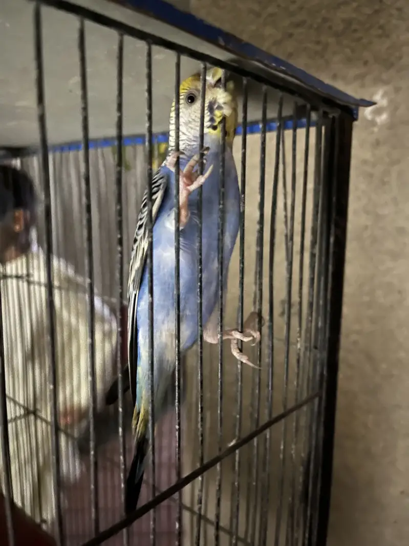 Variety parrots — photo 7