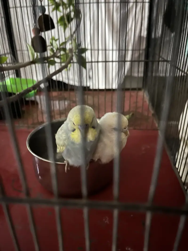 Variety parrots — photo 8