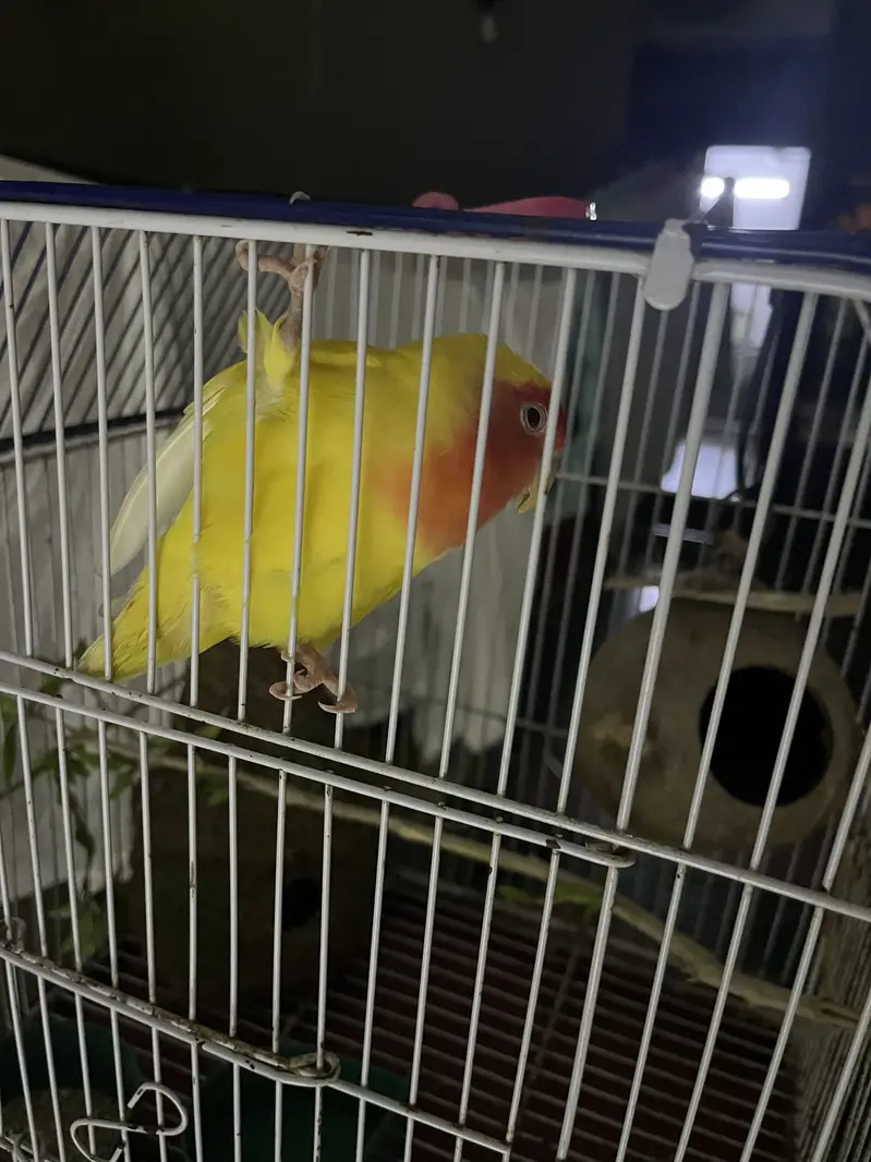 Variety parrots — photo 9