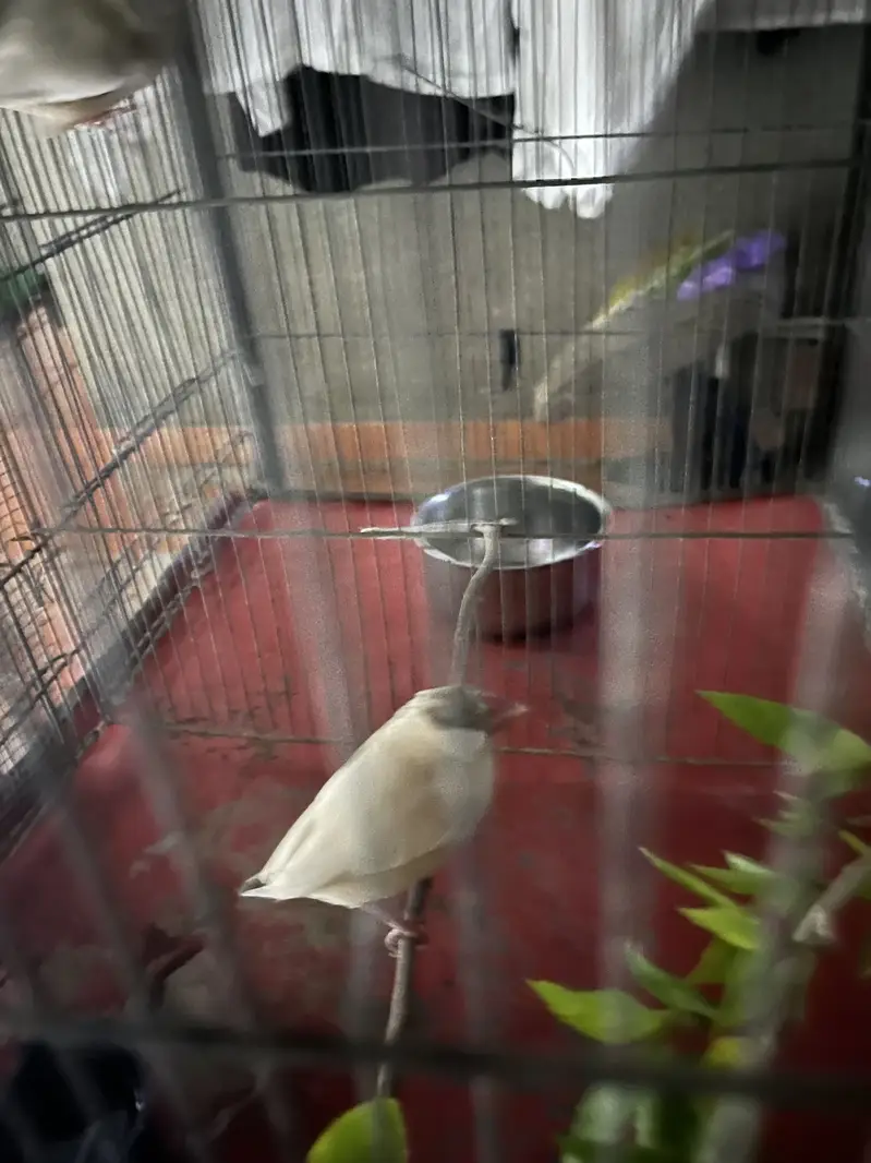 Variety parrots — photo 10