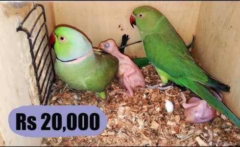 ringneck parrot brider piar