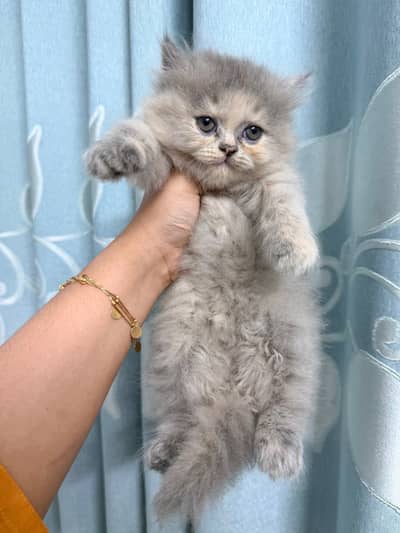 Quality Persian Punchface cat & kitten. moreWhatsApp 03265642090