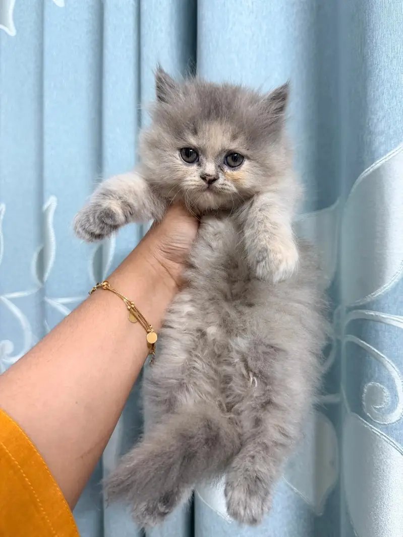 Quality Persian Punchface cat & kitten. moreWhatsApp 03265642090 — photo 4