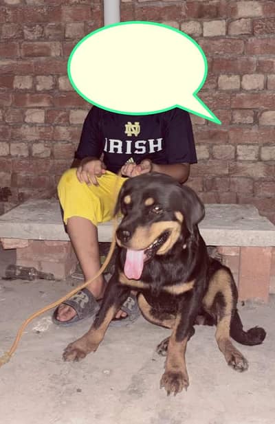 Female Rottweiler