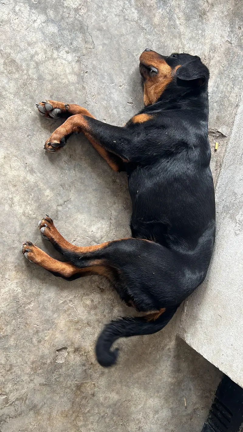 Female Rottweiler — photo 2