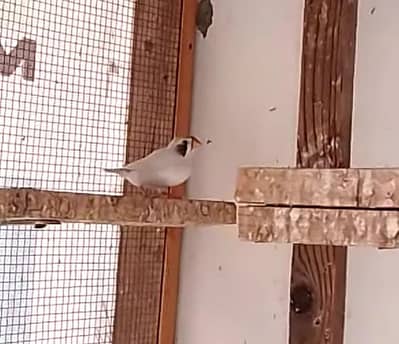White cheek female