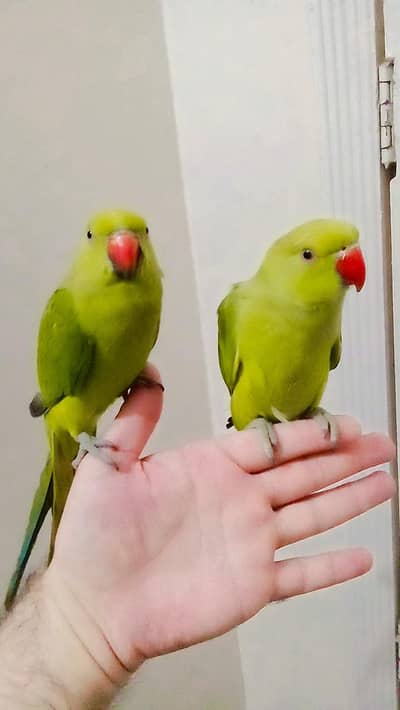 single  5,500 Hand Tamed Friendly Green Ring Neck Male/Female Parrots