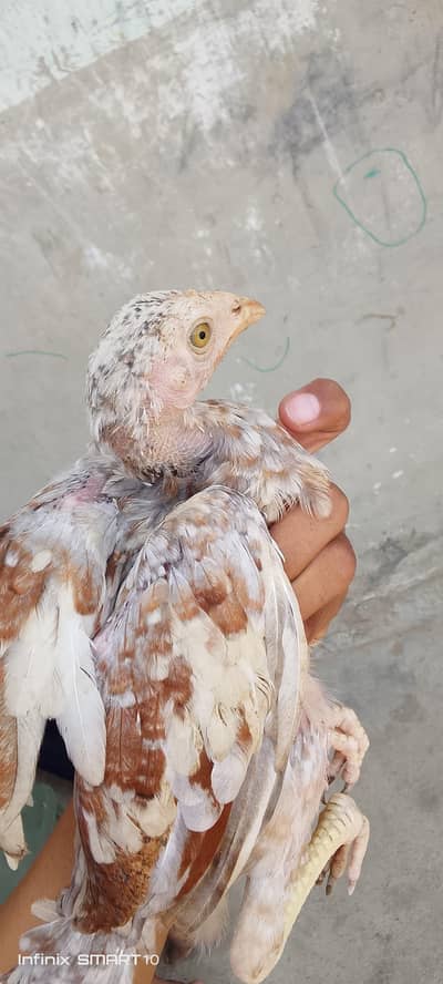 Aseel khaki Mianwali