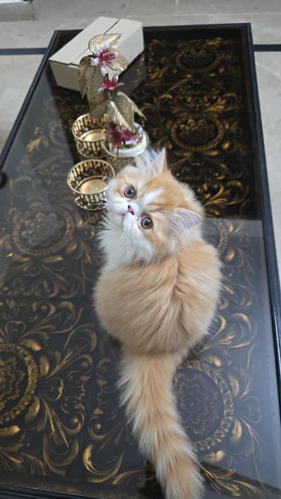Piki face kitten I Exotic persian kitten
