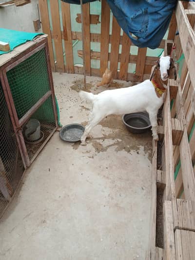 Male tedda pink nose 8 months
