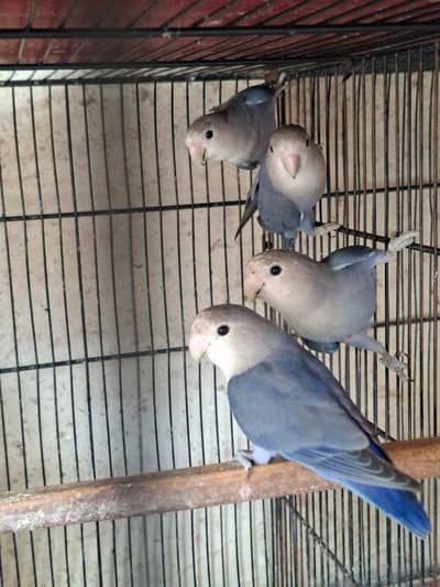 Love Birds Rosicollie For Sale Fixed Price