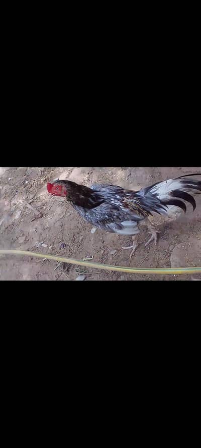 Aseel mianwali