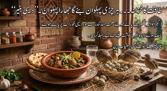 گوجرانوالہ میں زندہ بٹیر اور بٹیر کا گوشت خریدنے کے لیے رابطہ کریں