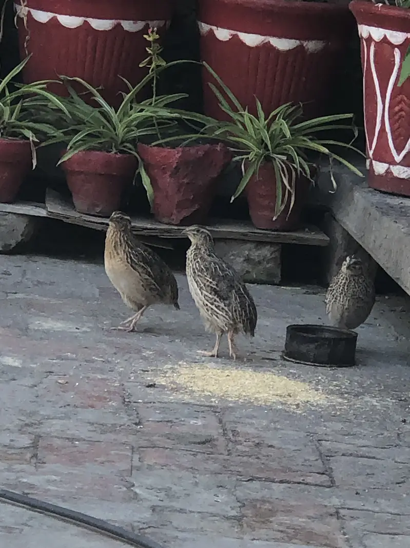 گوجرانوالہ میں زندہ بٹیر اور بٹیر کا گوشت خریدنے کے لیے رابطہ کریں — photo 2