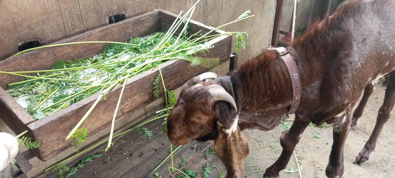 All bread Goats. . 0