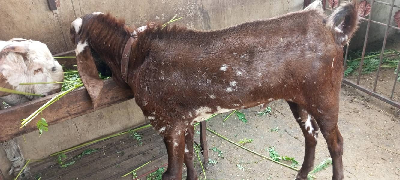 All bread Goats. . 1