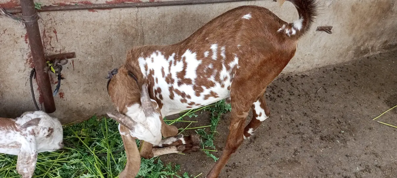 All bread Goats. . — photo 3
