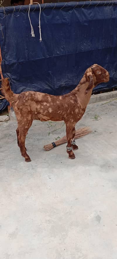 Bakra add pura parhe.